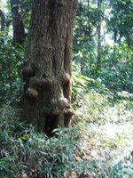 photo: arbre qui grimace