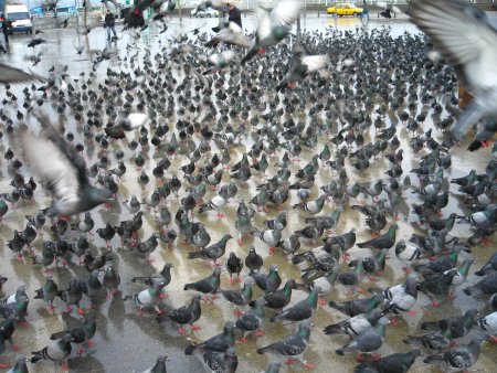 photo: les pigeons de la Mosquée Neuve