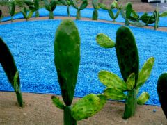 Cactus et bleu