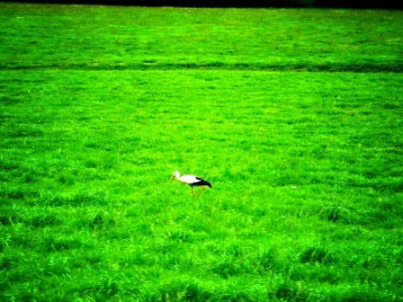 Un cigogne en goguette